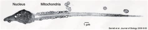 Fertilization - Embryology