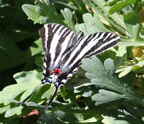 Caterpillar food plants | Earth Friendly Gardening