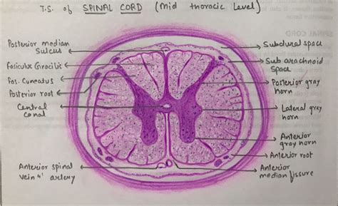 Spinal cord histology | Spinal cord, Spinal, Histology slides