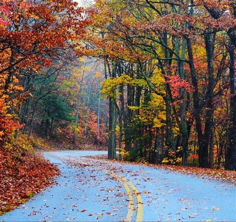 Fall Colors on Blue Ridge Parkway - Colorful leaves of trees