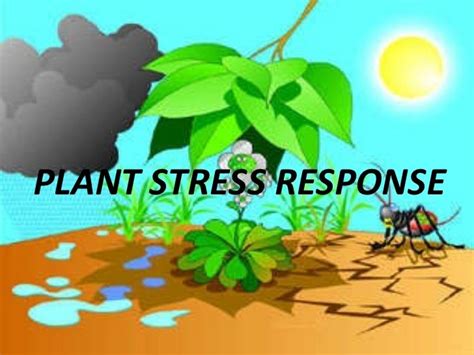 Plant stress responses