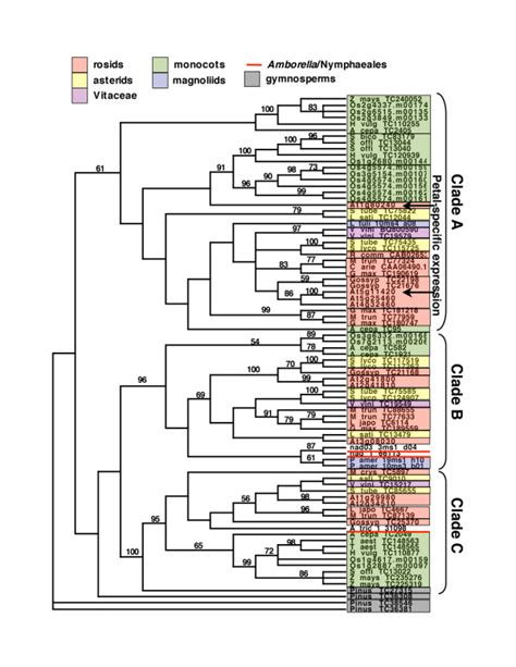 A phylogeny for the DUF642-domain gene family indicates that two... | Download Scientific Diagram