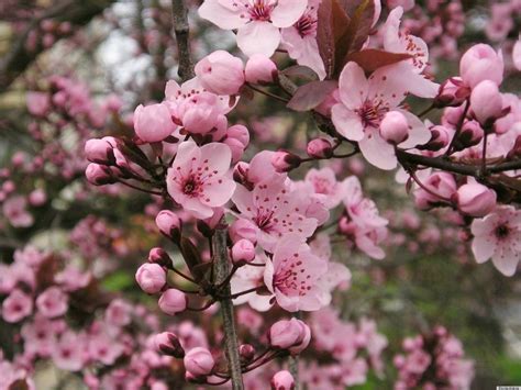 Beautiful Early Blooming Spring Flowers That Are Just As Anxious For The Season As We Are ...