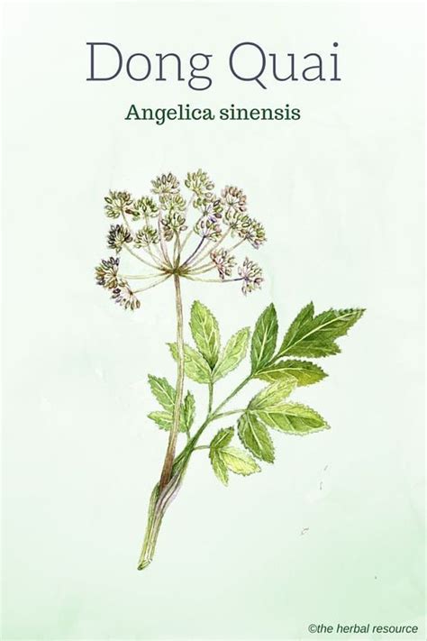 Dong Quai Root – Benefits and Uses | Angelica sinensis, Botanical drawings, Angelica flower