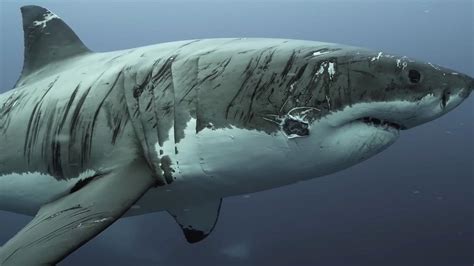 Great White Sharks Underwater