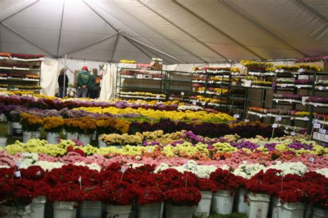 HOW TOURNAMENT OF ROSES PARADE FLOATS ARE MADE!!