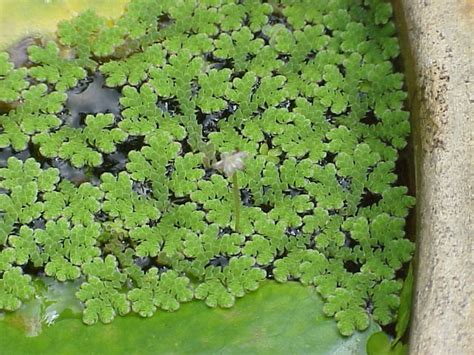 MERPATI JANTAN: MANFAAT TANAMAN AZOLLA (Azolla pinnata R. Br.)