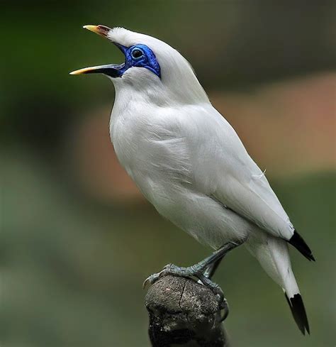 Birds of the World: Bali starling