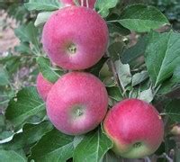 Cameo Apple - 5 Gallon - Tree, Fruit - Apple Trees | Gardener Direct