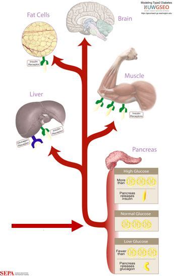 Glucose Metabolism and Homeostasis Activity | Science Education ...