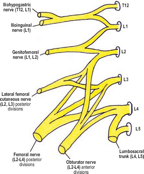 Lumbosacral Plexus Anatomy Human Anatomy Lumbar