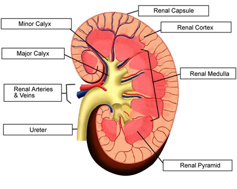 Kidney And Nephron Diagram Labeled