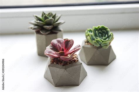 collection of multicolored succulents in concrete pots. Echeveria different flowers. isolated ...