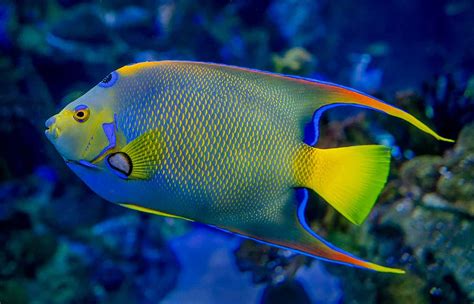 The reef fish people find ugly more likely to be endangered, study finds | Fish - Runic Pets