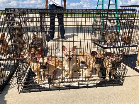 23 French bulldog puppies that man intended to sell in Houston arrive ...