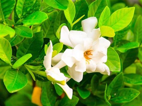 Gardenia Radicans - Diaco's Garden Nursery and Garden Centre