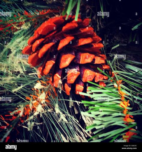 Cone pine cone hi-res stock photography and images - Alamy