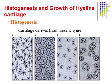 Chapter 5 Cartilage and bone One Cartilage Structure