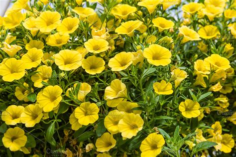 Yellow Petunia flowers | High-Quality Nature Stock Photos ~ Creative Market