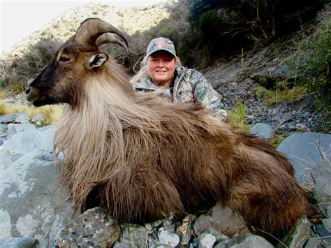 What is a tahr? · New Zealand Safaris