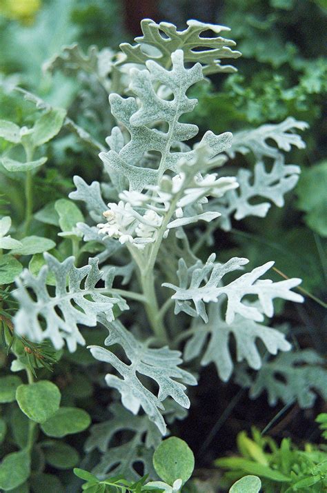 23 Plants with Silver Foliage to Help Your Garden Shine