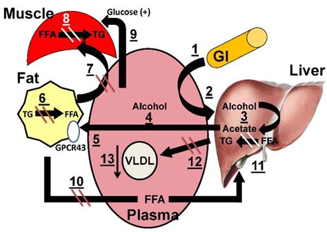 Nutrients | Special Issue : Lipoprotein Metabolism and Atherosclerosis