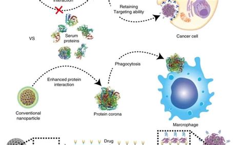 Nanoparticle breakthrough in the fight against cancer