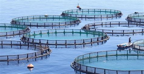 Blue Revolution to achieve economic prosperity of fishermen and fish farmers - ayupp.com