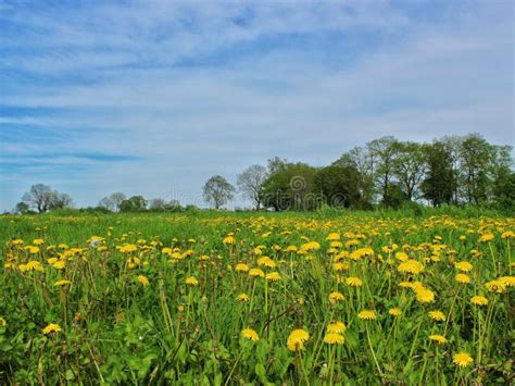 Meadow, Grassland, Ecosystem, Prairie Picture. Image: 116175864