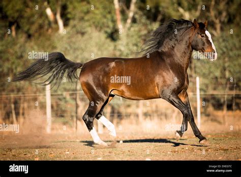 Waler Horse. Bay stallion galloping in a paddock. Australia Stock Photo ...