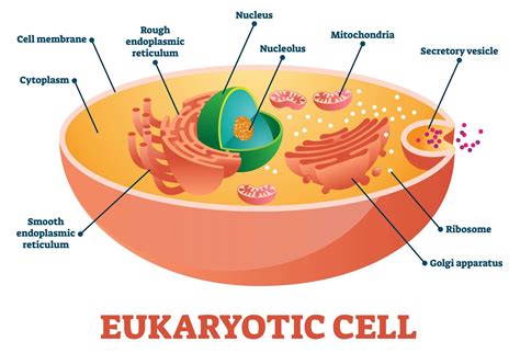 Eukaryotic Cell Structure Quiz