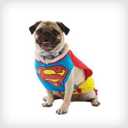 44 Superman Dog Costumes for Your Pup of Steel - Costume Yeti