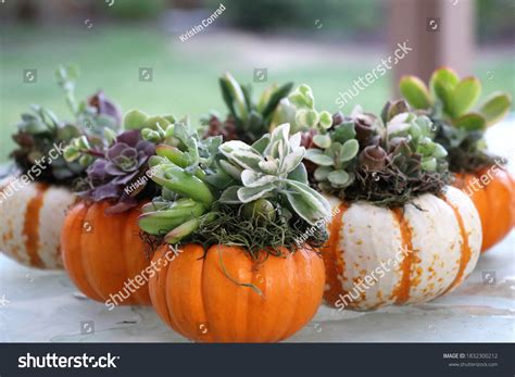1,271 Cactus Pumpkins Images, Stock Photos & Vectors | Shutterstock