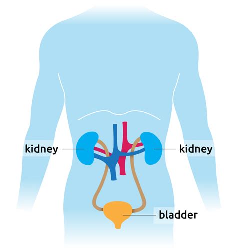 What are kidneys? - Transplant Living