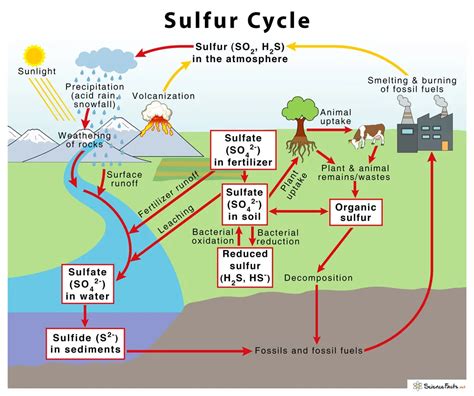 Sulfur cycle: Introduction, Steps, Importance, and Human impacts