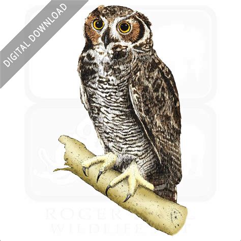 Stock Art Drawing of a Great-Horned Owl - inkart