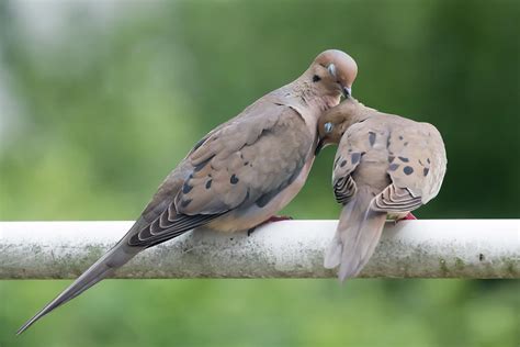 Mourning Love Doves Photograph by Terry DeLuco