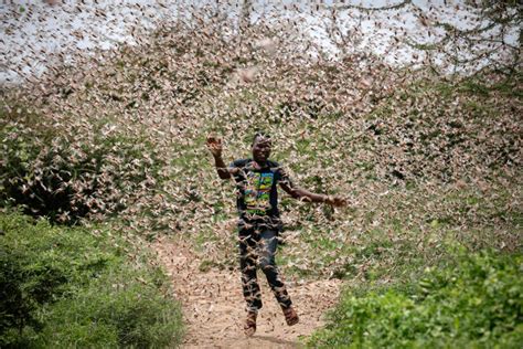 In Pictures: Desert locusts swarm parts of East Africa | Gallery | Al ...