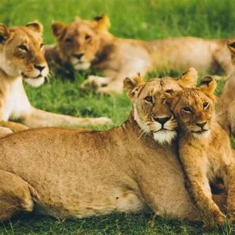 Gir Lion Safari - Wildlife Safari World