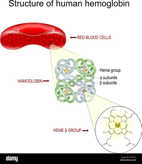 Hemoglobin structure. Cross section of a Red blood cell, close-up of a ...