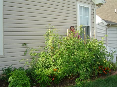 garden | Giant tomato , three times as big as usual, crowdin… | Flickr