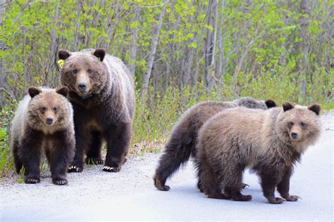 Grizzly Bear - Grizzly Bears in their natural habitat in 2021 | Animals ...