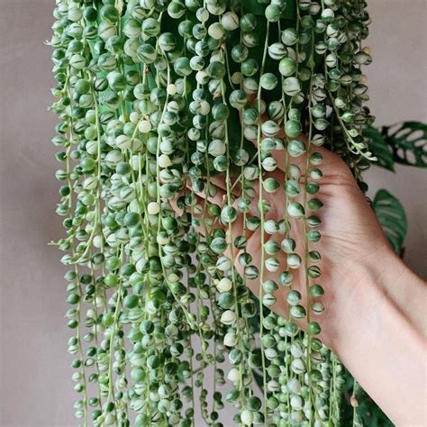 Variegated String of Pearls Plant Care: Water, Light, Nutrients | Greg ...