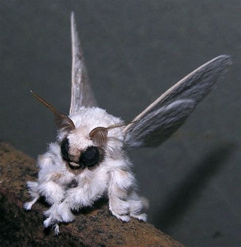 Poodle Moth : r/pics