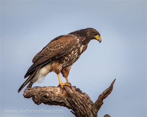 Harris's Hawk | Audubon Field Guide