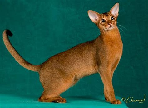 Encyclopedia of Cats Breed: Ruddy Abyssinian Cat | Tawny or Usual