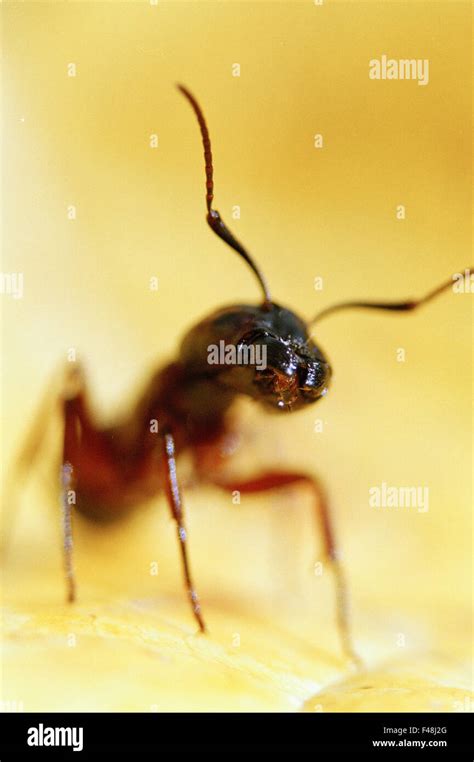 Ants head hi-res stock photography and images - Alamy