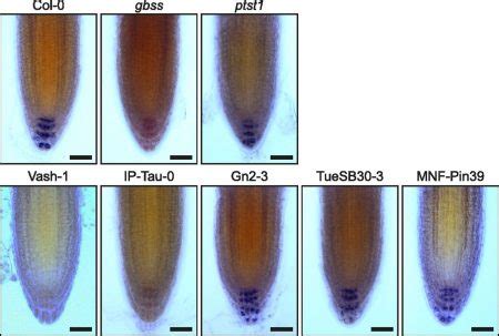 Natural Variation in the Amylose Content of Starch | Plantae