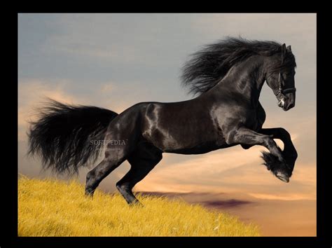 Download Friesian Horse Screensavers 1.2