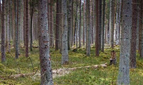 The state of Estonia’s forests is the best in a century - Estonian news